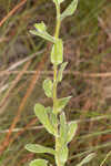 Cottony goldenaster